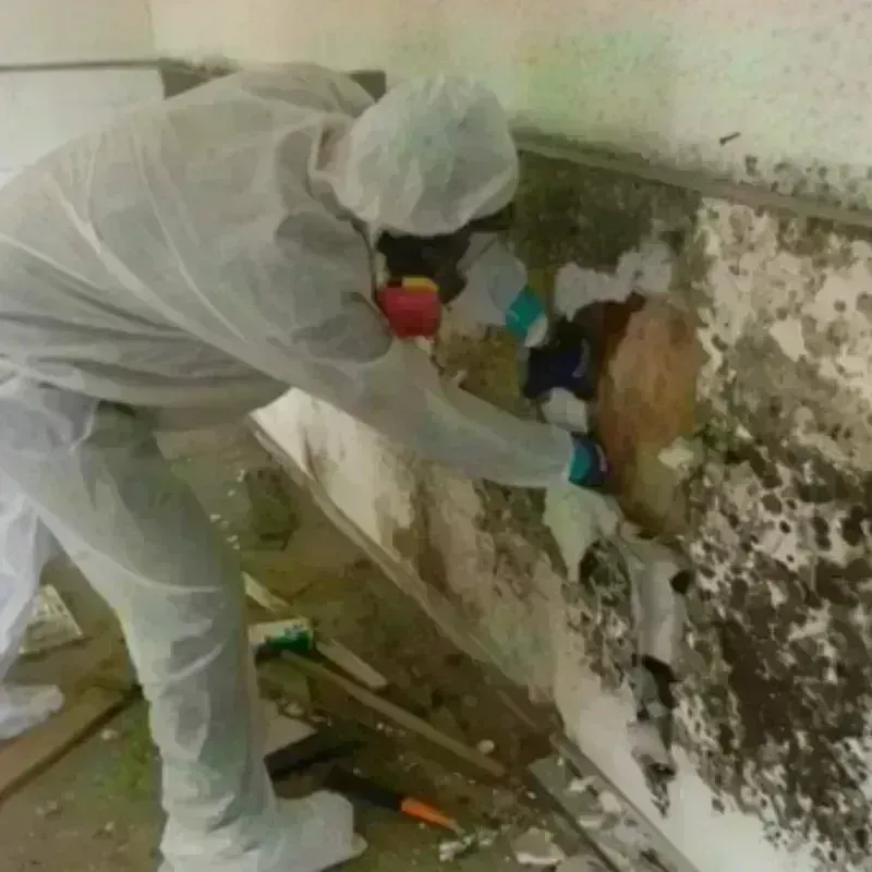 Mold Remediation and Removal in Cross Lake, MN